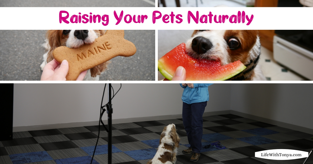 Natural pet care, training and travel