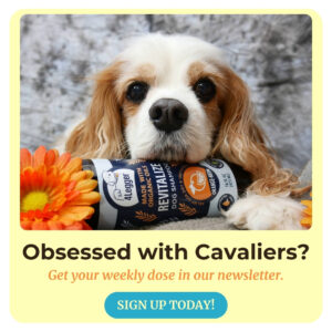 Cavalier King Charles Spaniel Gifts