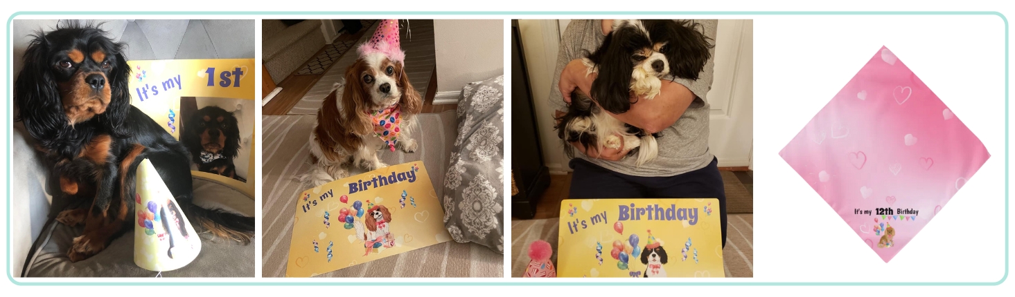 Cavalier King Charles Spaniel Birthday Supplies & Decorations (Blenheim, Tri, Ruby, Black & Tan).