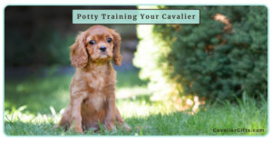 The Best Way to Potty Train a Cavalier King Charles Spaniel | Expert Tips & Solutions (Early access for our Patreon community)