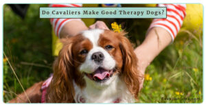 Do Cavalier King Charles Spaniels Make Good Therapy Dogs? |Temperament and Training Tips for a Therapy Dog  (Early access for our Patreon community)