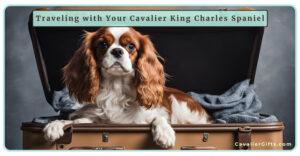 Traveling with a Cavalier King Charles Spaniel