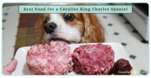 The Best Dog Food for Your Cavalier King Charles Spaniel: A Guide to Fresh and Natural Food Options  (Early access for our Patreon community)