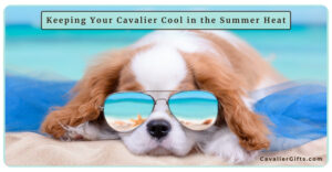 Keeping Your Cavalier King Charles Spaniel Cool and Safe in the Summer Heat (Early access for our Patreon community)