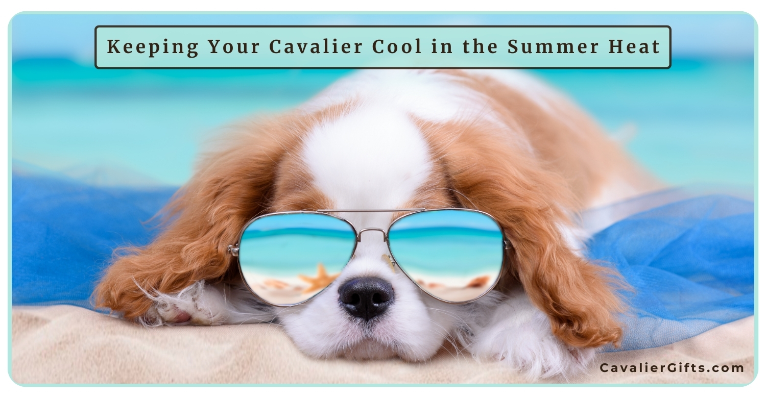 hot weather tips for cavalier king charles spaniel owners