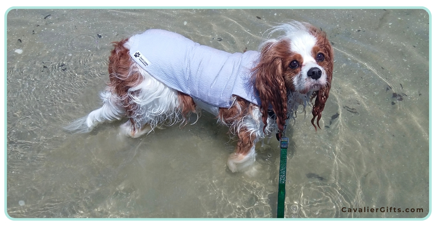 best cooling mat for cavalier king charles spaniel