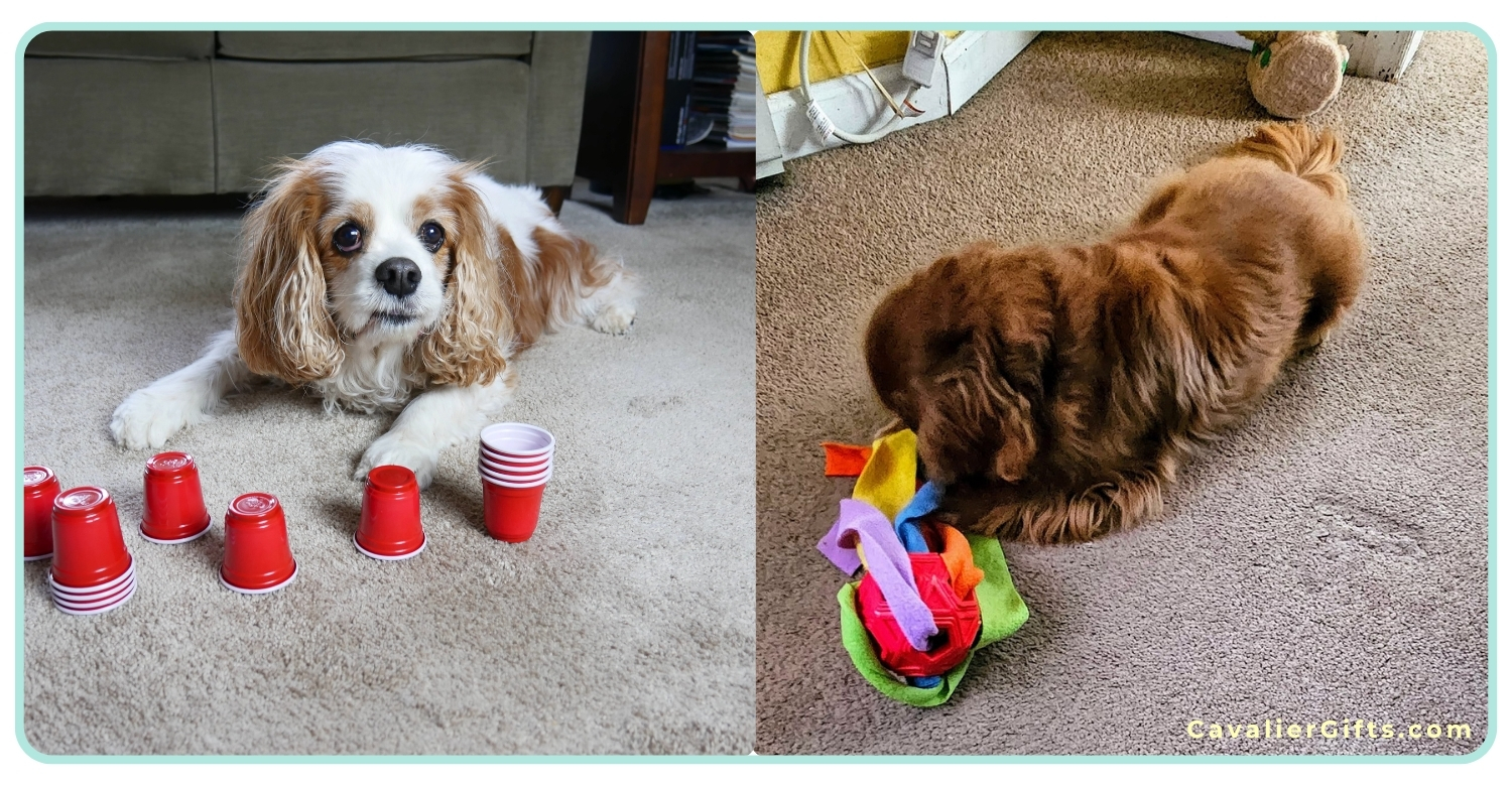 Best toys for Cavaliers