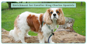 Ultimate Guide to Canine Enrichment for Cavalier King Charles Spaniels (Early access for our Patreon community)