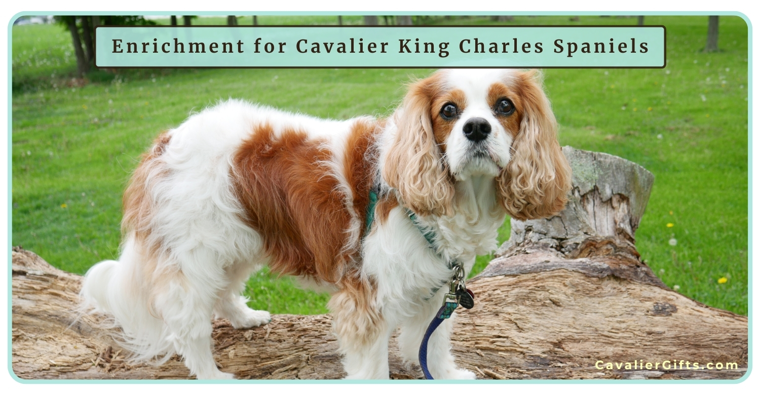 Enrichment activities for a Cavalier King Charles Spaniel