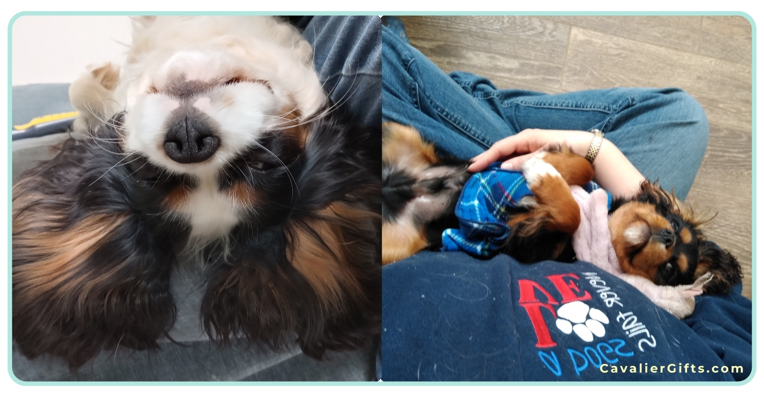 How to massage your Cavalier