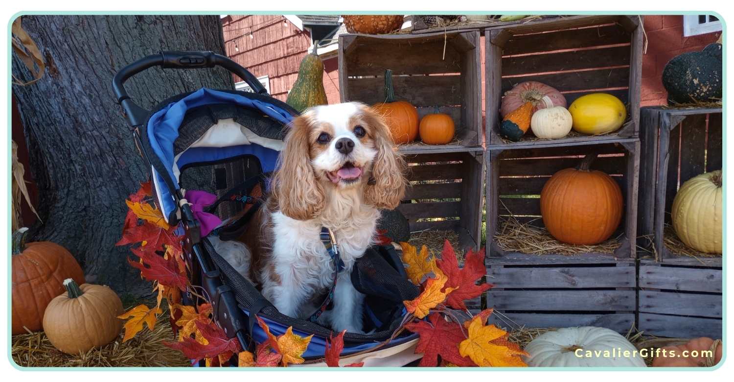 prognosis for Cavaliers with chiari and syringomyelia 