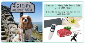 Chiari Malformation and Syringomyelia in Dogs: A Guide to Caring for Dexter (Early access for our Patreon community)