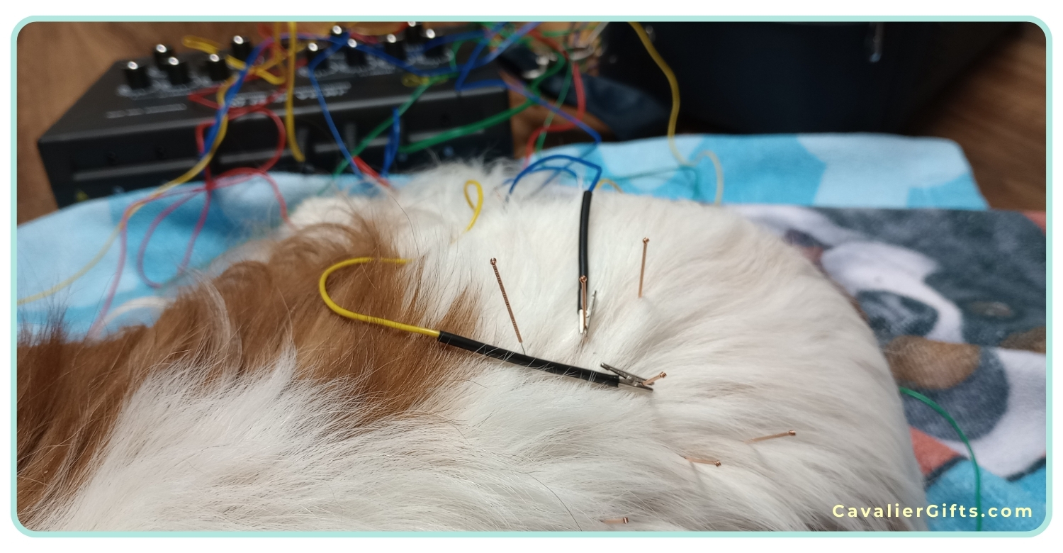 natural treatments for cm and sm in cavaliers