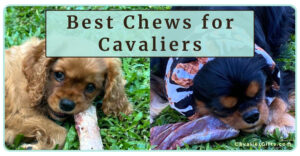 Safe Chew Toys and Bones for Cavalier King Charles Spaniels (Early access for our Patreon community)