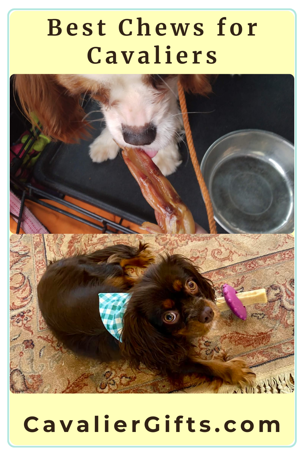 Healthy bones for Cavaliers 