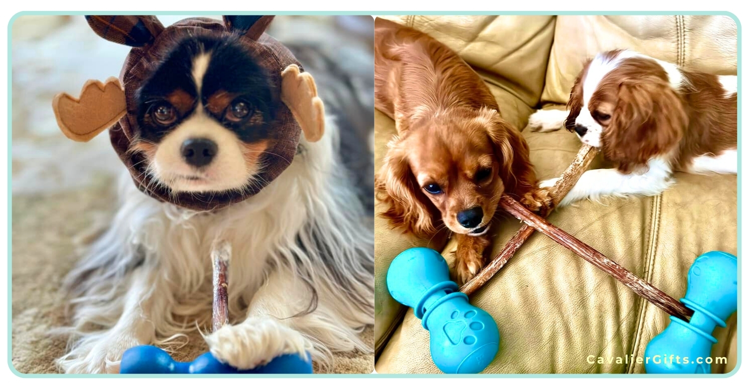 Healthy chews for Cavaliers. 