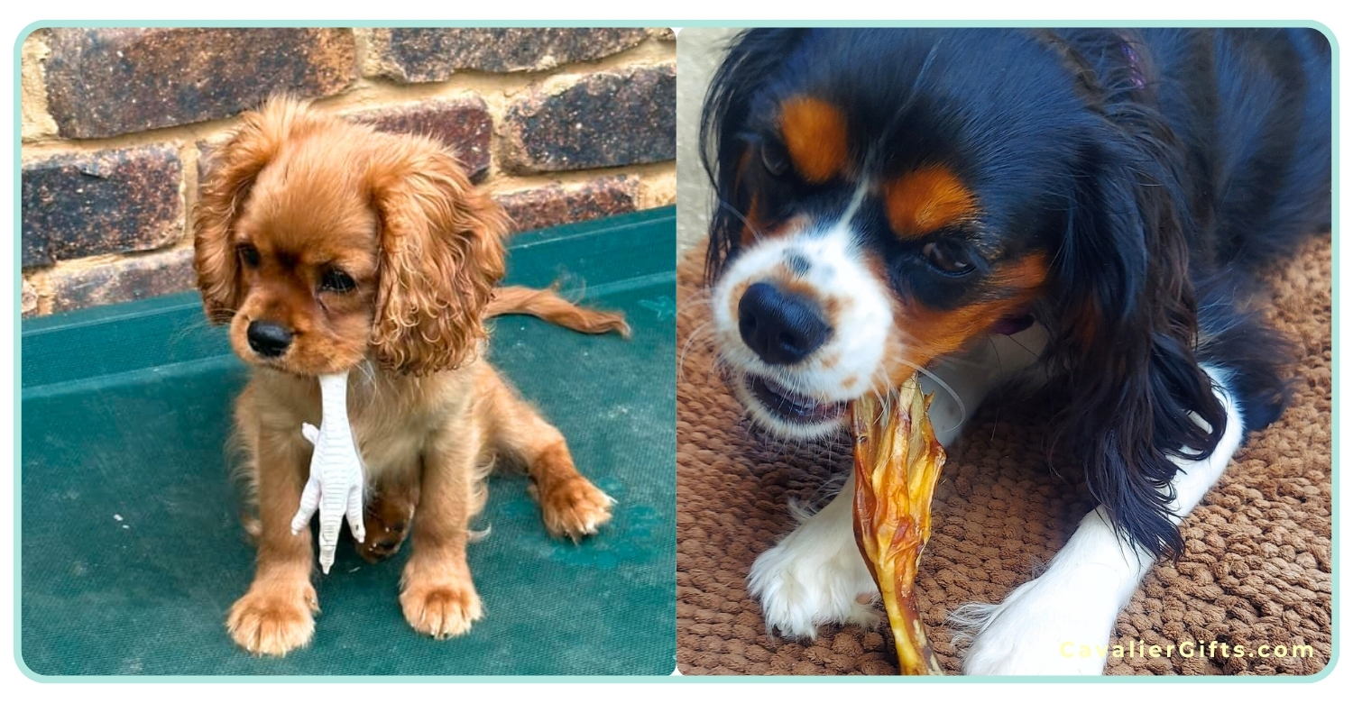 Healthy raw bones for Cavaliers.