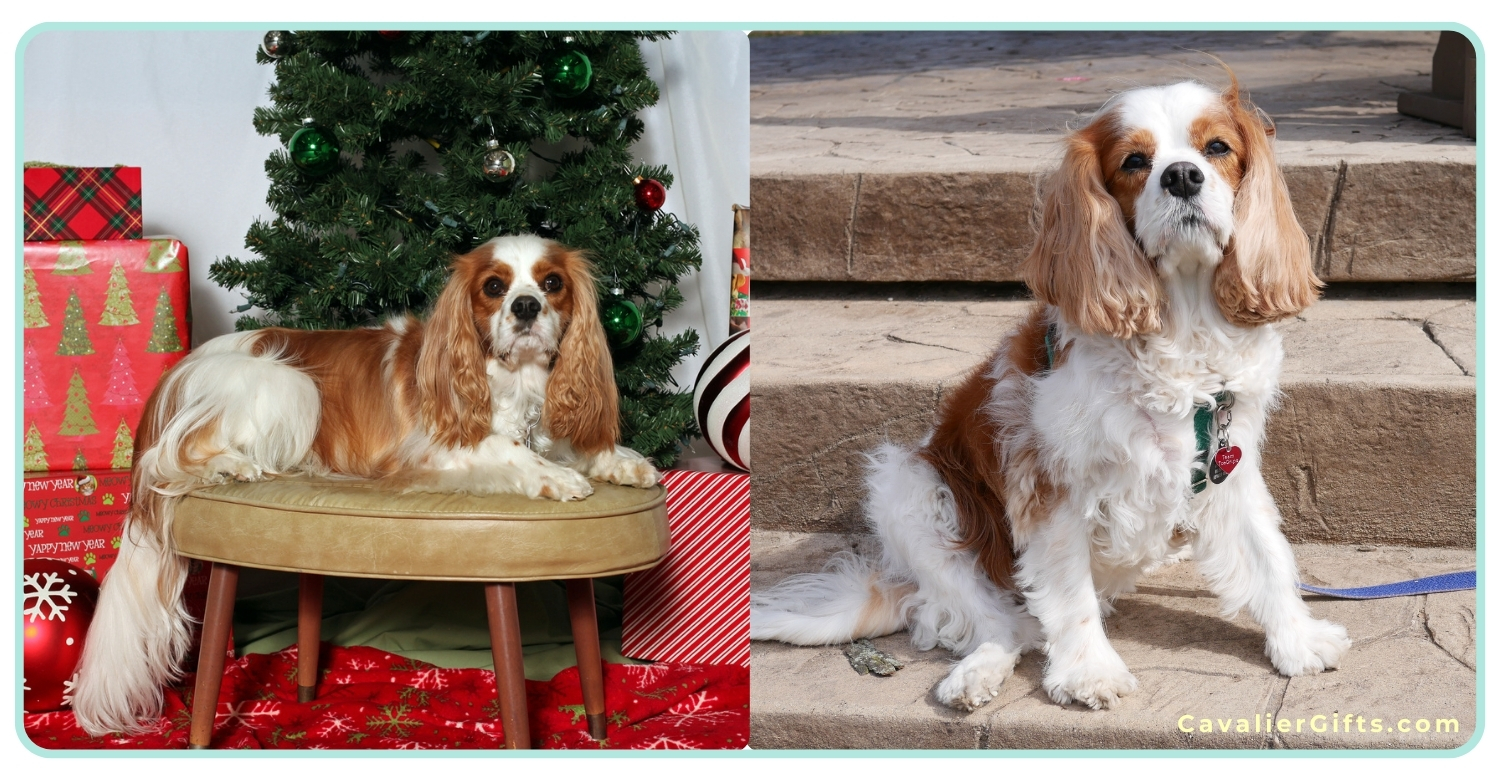 Best Cavalier King Charles Spaniel breeders