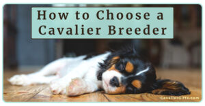 How to Find a Reputable Cavalier King Charles Spaniel Breeder(Early access for our Patreon community)