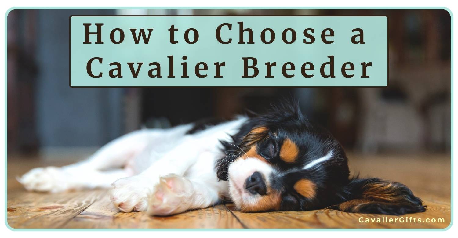 Tips for picking a Cavalier breeder