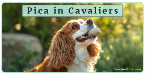 Help! My Cavalier King Charles Spaniel Eats Everything! Understanding Pica in Cavalier King Charles Spaniels  (Early access for our Patreon community)