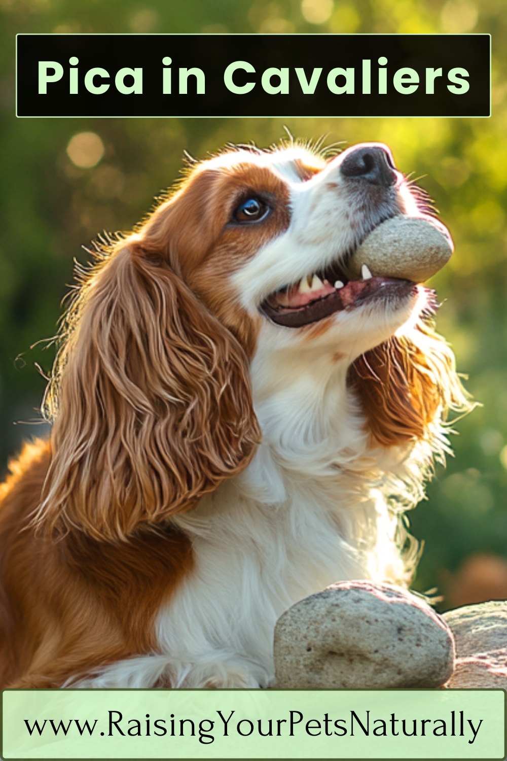 Stop a Cavalier Spaniel from eating rocks