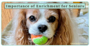 Senior Cavalier Care: How Enrichment Can Improve the Quality of Life for Senior Cavaliers (Early access for our Patreon community)