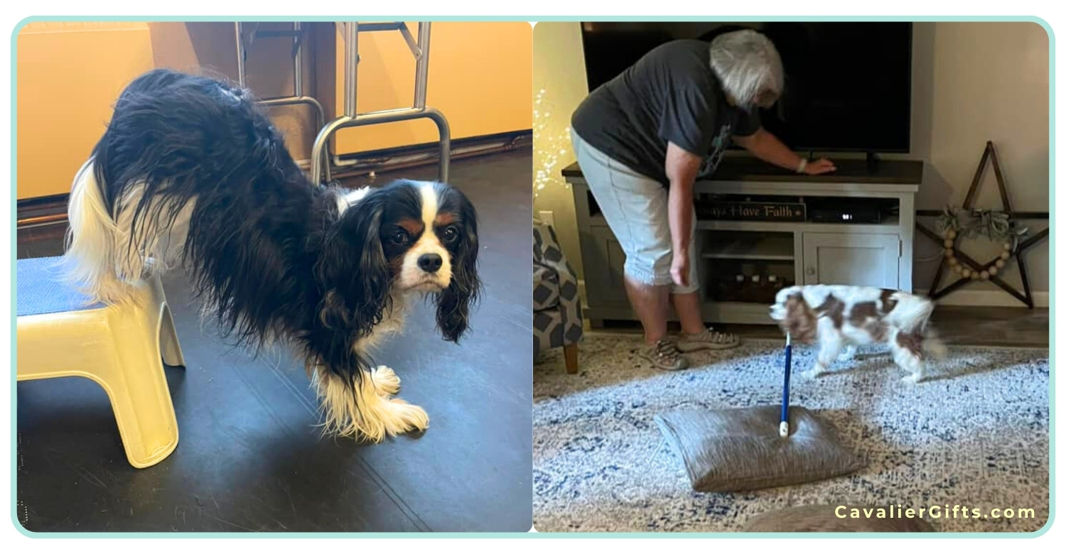 Canine fitness for senior Cavaliers