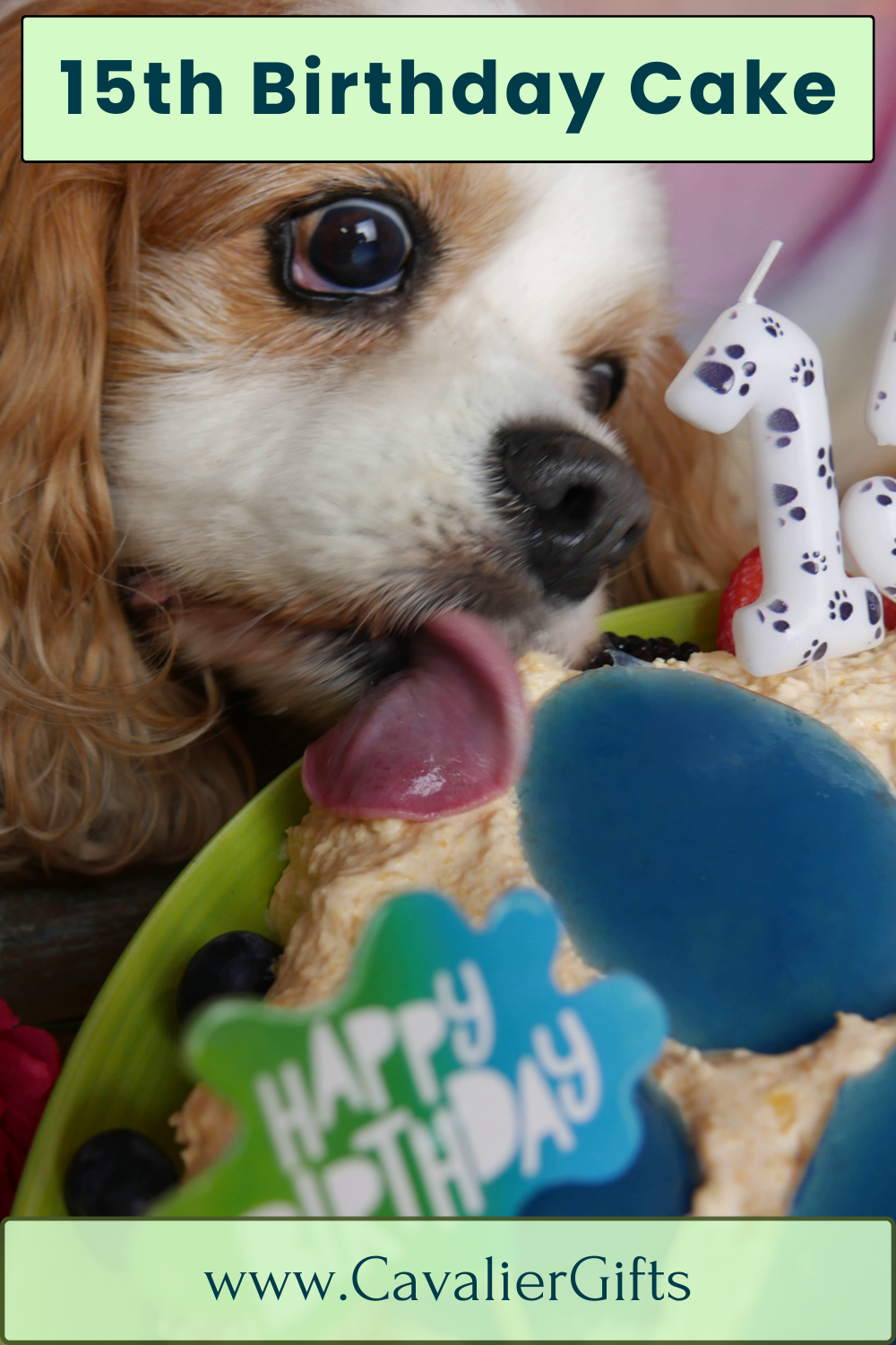 How to celebrate a dog's birthday