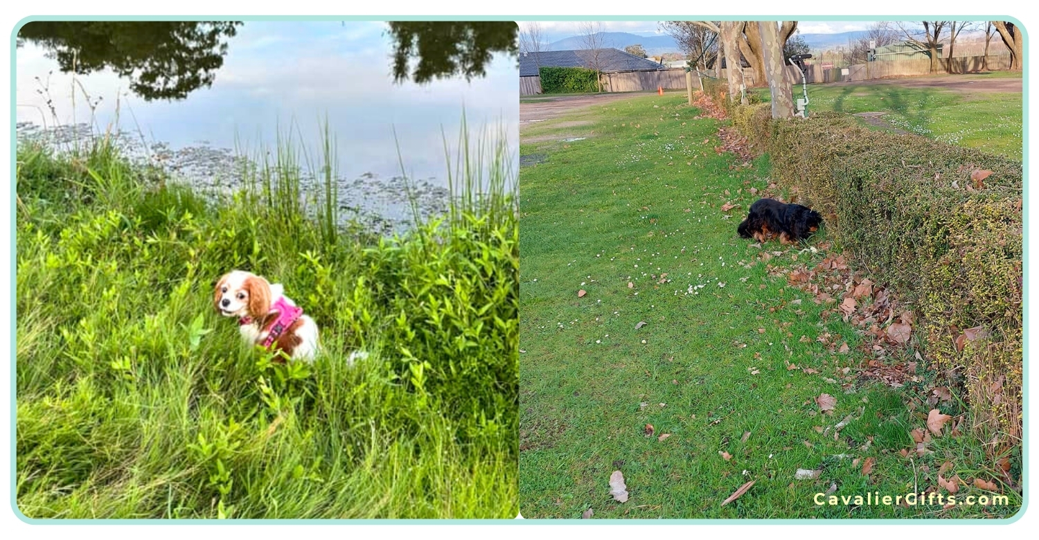 Enrichment for senior Cavaliers