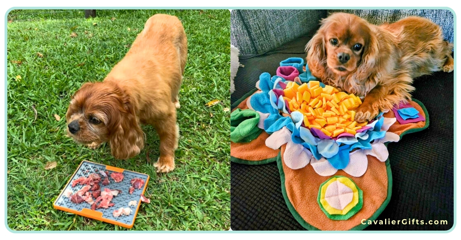 Easy canine enrichment for senior Cavalier Spaniels