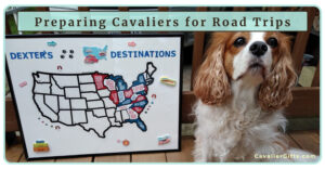 Preparing Your Cavalier King Charles Spaniel for Car Travel: Tips for a Stress-Free Dog Vacation (Early access for our Patreon community)