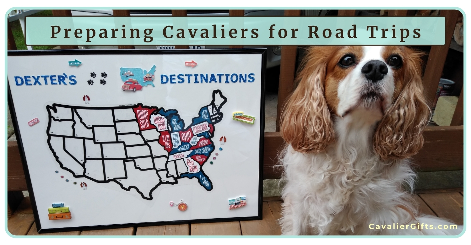 Dog friendly road trip with a Cavalier King Charles Spaniel