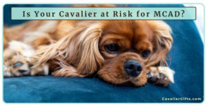 Is Your Cavalier at Risk for MCAD Deficiency? Understanding MCAD Deficiency in Cavaliers (Early access for our Patreon community)