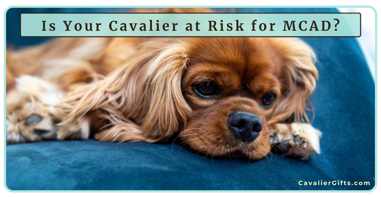 Learn about MCAD deficiency in Cavalier King Charles Spaniels and find out if your Cavalier could be at risk. #CavalierGifts