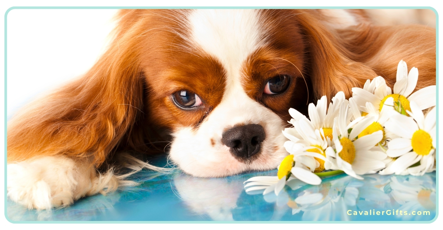 Cavalier King Charles Spaniel Health Issues