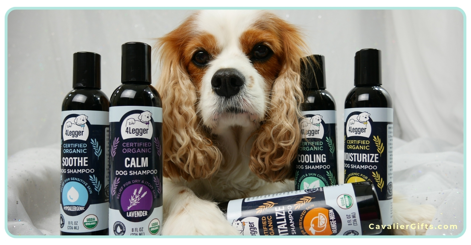 Cavalier shampoo best sale