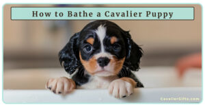 How to Bathe a Cavalier Puppy for the First Time: Willow’s Bath Time Adventure! (Early access for our Patreon community)