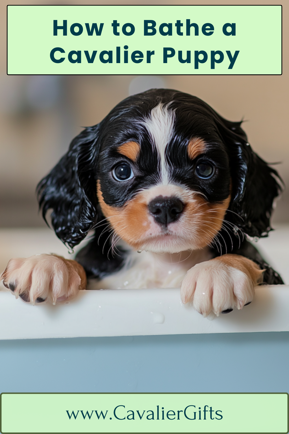 Bathing a puppy at home