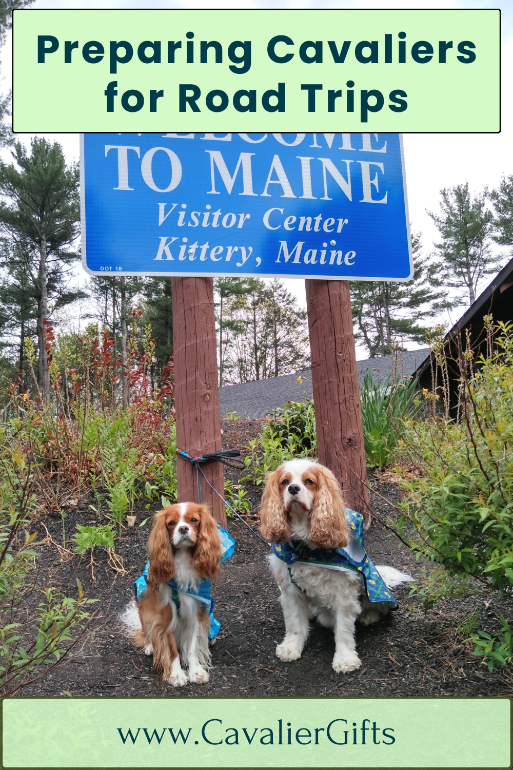 Dog friendly vacations with a Cavalier