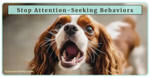 Protected: 12/4/24 How to Stop Attention-Seeking Behaviors in Cavalier King Charles Spaniels (Early access for our Patreon community)