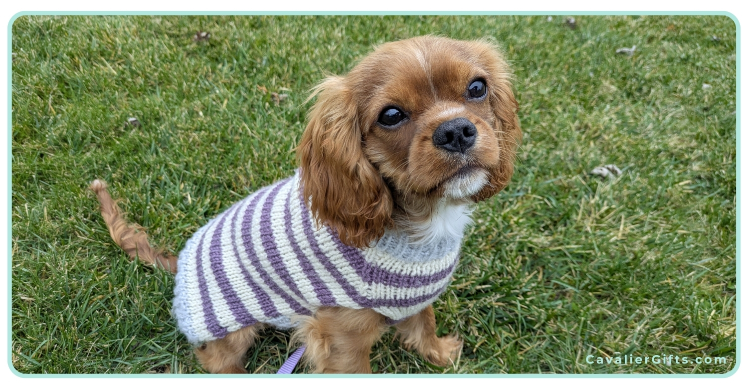 Sweaters for Cavalier King Charles Spaniels