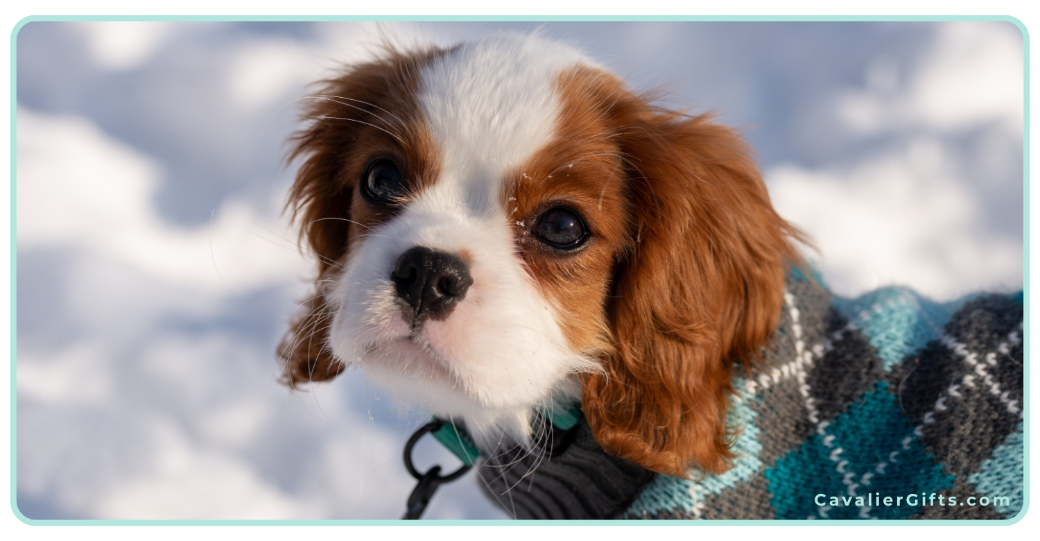 Cavalier King Charles Spaniels in the winter