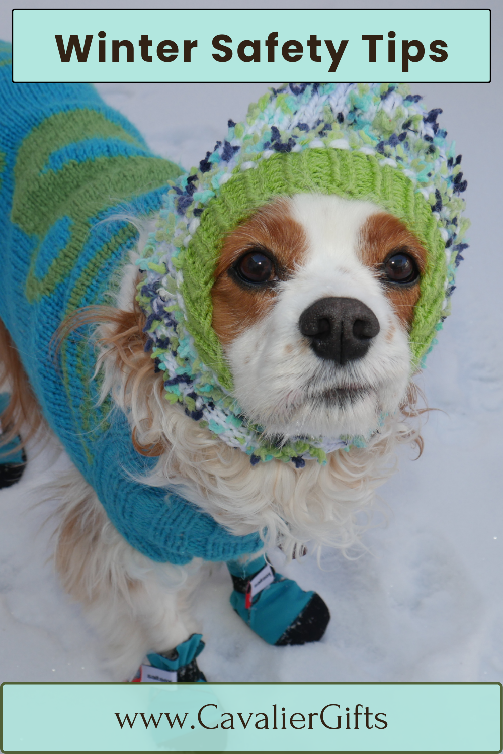 Safety tips for Cavalier King Charles Spaniels in the winter