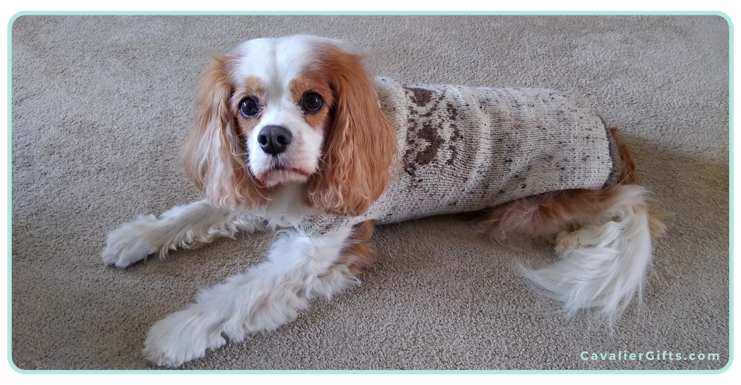 How to keep your Cavalier warm in the cold.