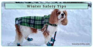 Winter Safety Tips for Your Cavalier King Charles Spaniel: Keeping Your Cavalier Warm in the Winter (Early access for our Patreon community)