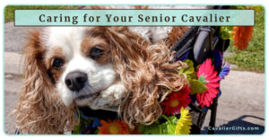 Senior Cavalier King Charles Spaniel Care | When Does a Cavalier Become a Senior? (Early access for our Patreon community)