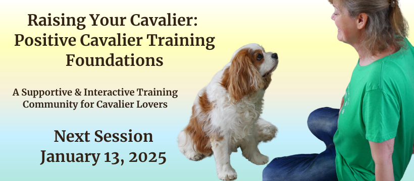 Training a Cavalier King Charles Spaniel