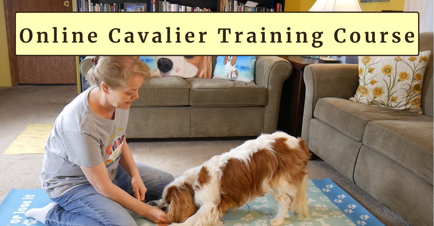 Positive Cavalier King Charles Spaniel online dog training class!