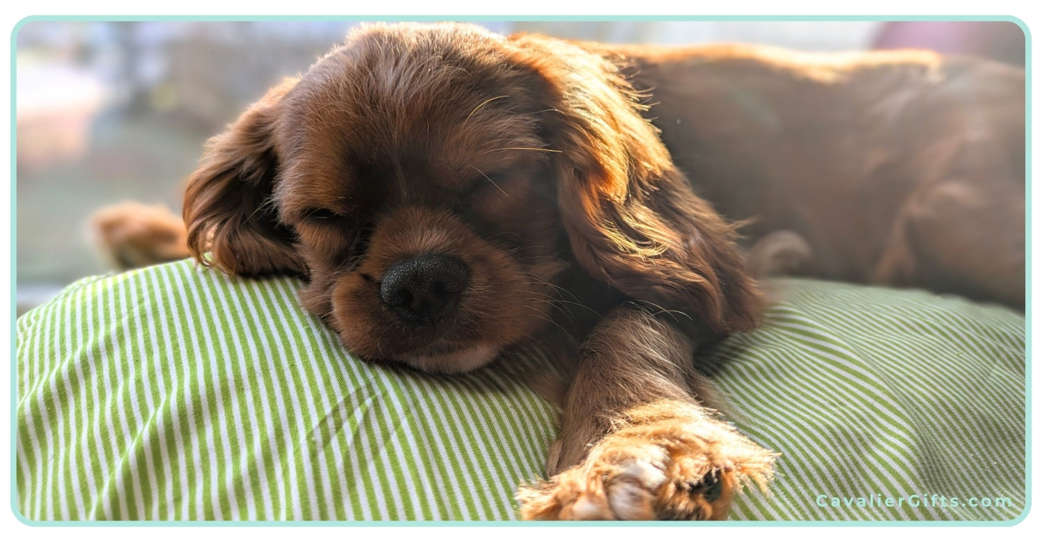 Cavalier King Charles Spaniel Puppy and Senior